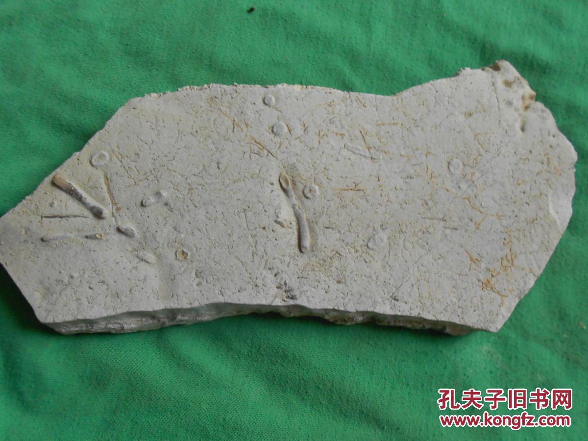 寒武纪化石20(结缘处理价)形似在泥里的蠕虫