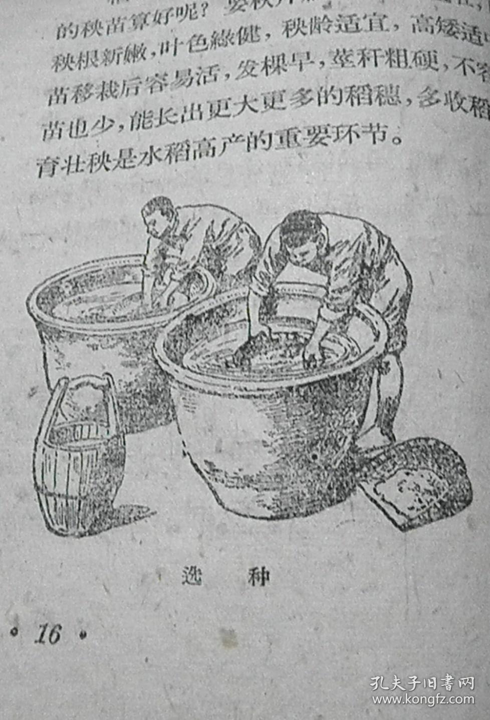 高产作物-----水稻【绘画:赵白山,著名连环画家】