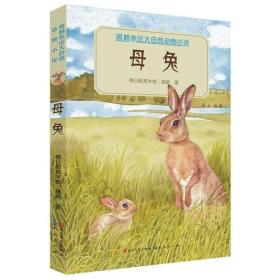 XG（社版）母兔