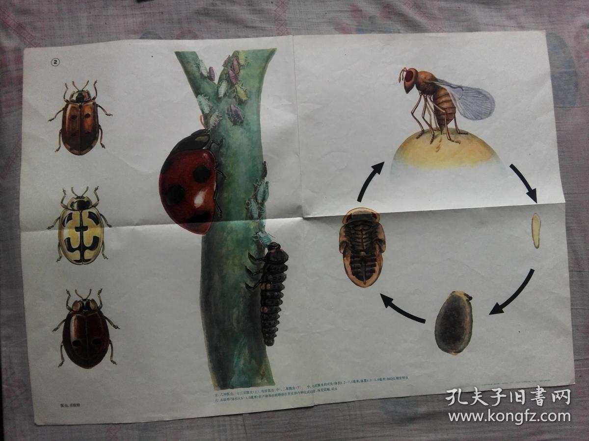 小学课本自然常识第二册教学挂图害虫和益虫2开3张全