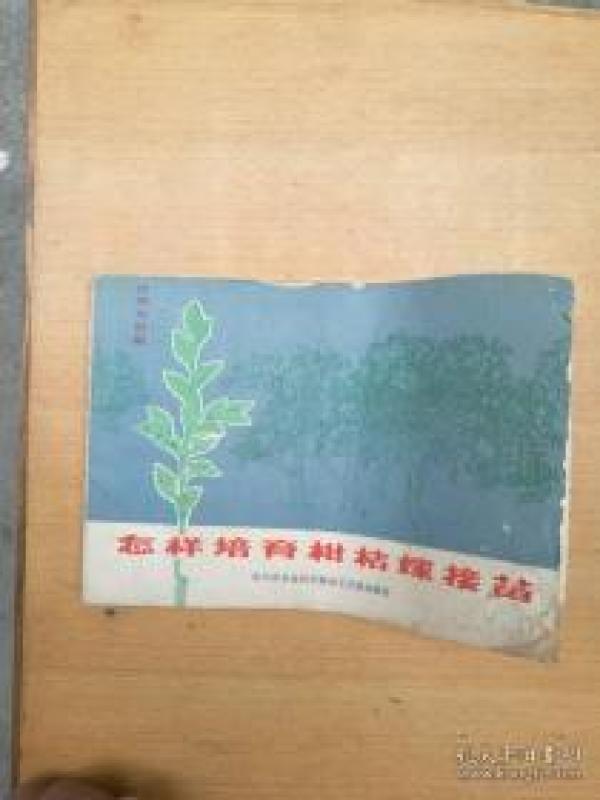 怎样培育柑橘嫁接苗