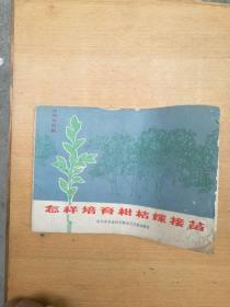 怎样培育柑橘嫁接苗