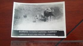 1958来安县马厂农业社田岗生产队饲养员饲养一头母牛在五八年7月产下双胞胎小刘的实况照片15.7×11