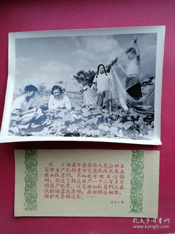 知青老照片《上海浦东县张桥人民公社--青年突击队队长朱玉琪》培育双