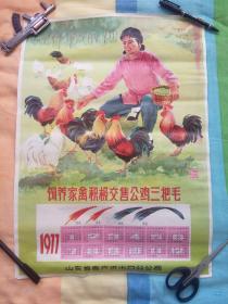 饲养家禽积极交售公鸡三把毛 1977年历 品较好