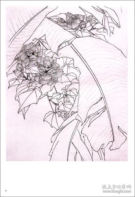 唯美白描精选:芙蓉花