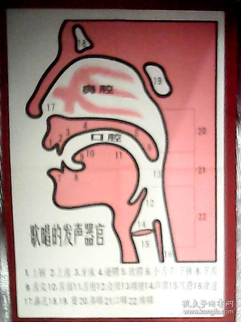 腔发声示意图唱歌发声位置图解声带和食道分布图唱歌小舌头正确位置图