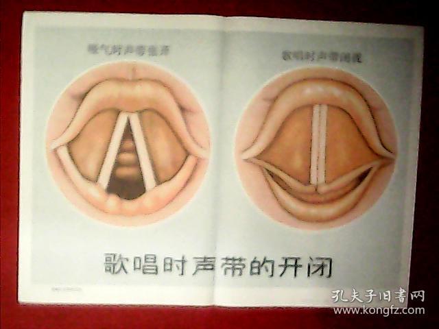 音乐教学挂图:歌唱时声带的开闭(此为四开彩图,宽52厘米,高38厘米;载