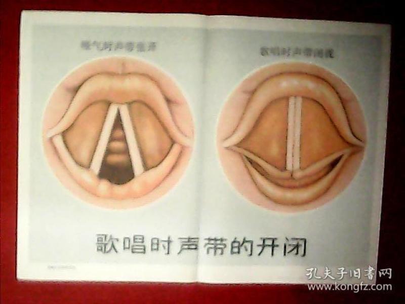 音乐教学挂图歌唱时声带的开闭此为四开彩图宽52厘米高38厘米载图两幅