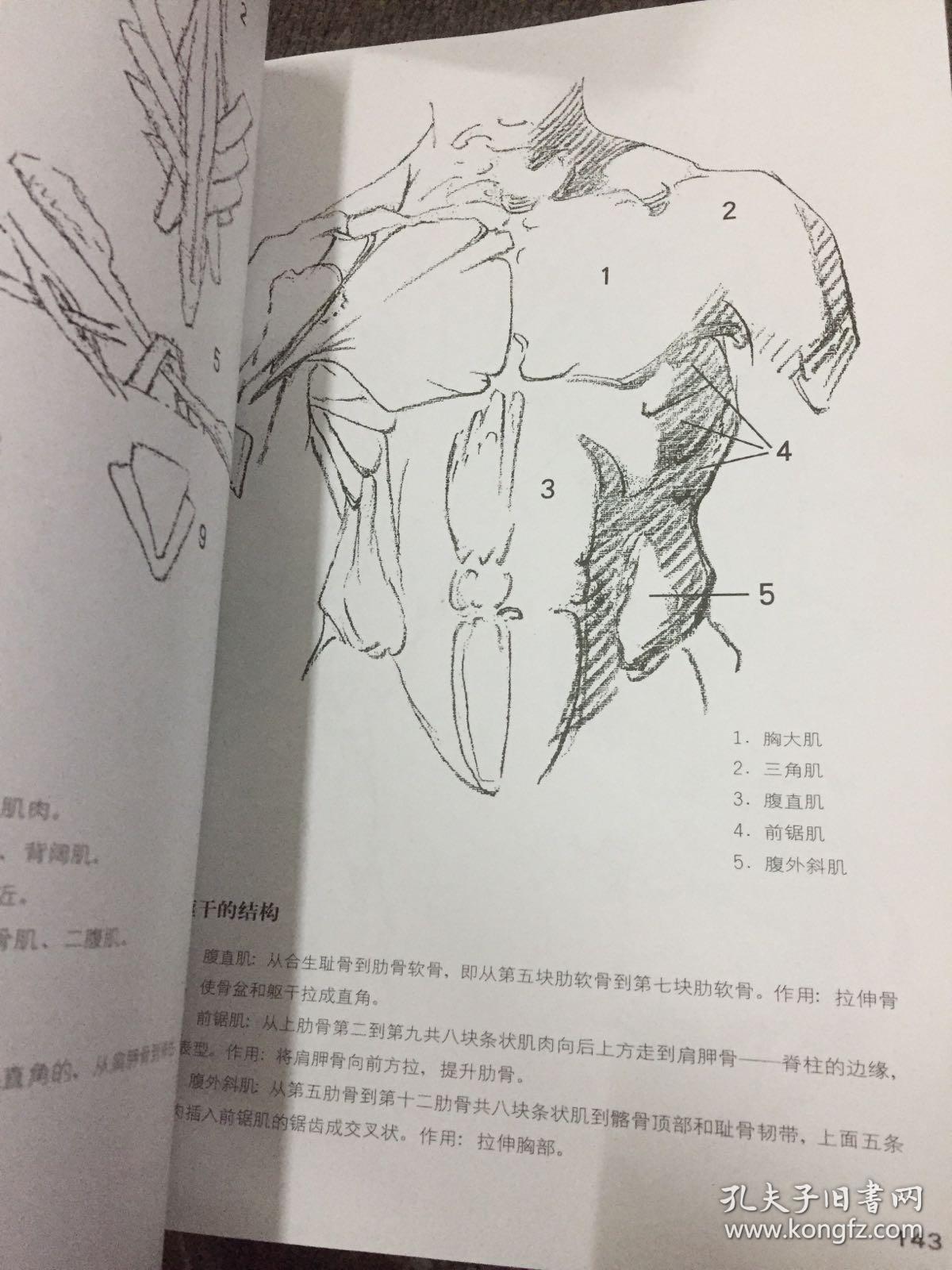 伯里曼人体结构绘画教学