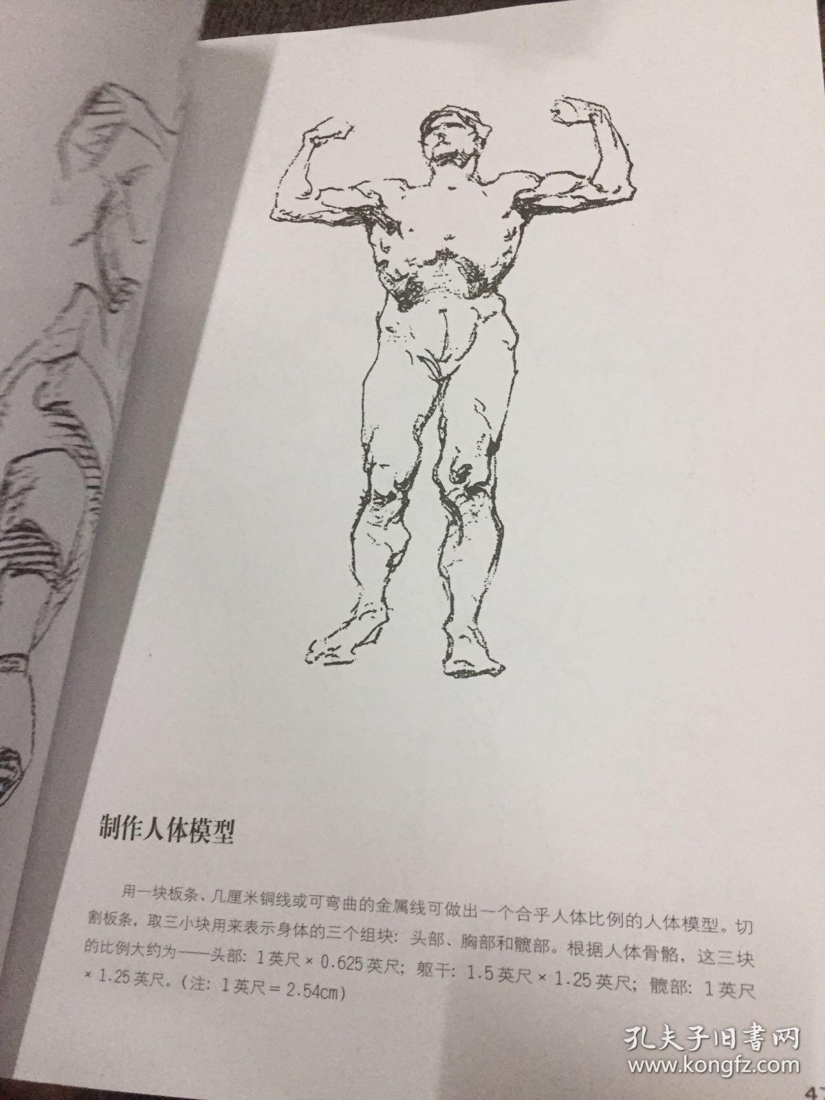 伯里曼人体结构绘画教学