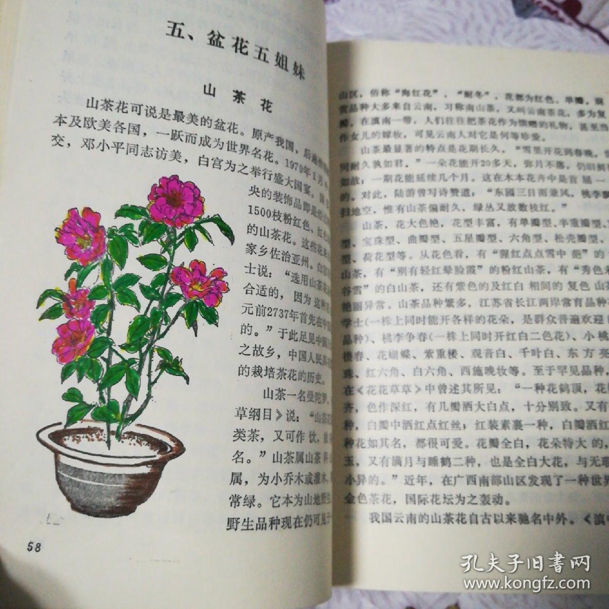 家庭花谱(一版一印)
