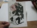 猫牡丹：张朋绘画散页画一张《印刷品》