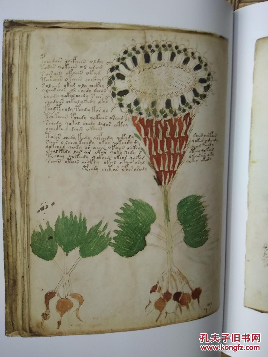 the voynich manuscript 伏尼契手稿 著名的神秘天书