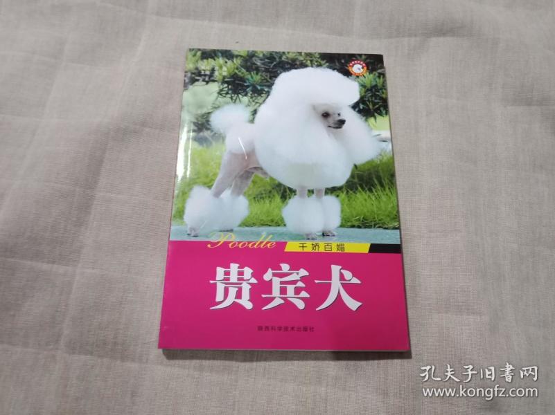 贵宾犬  千娇百媚