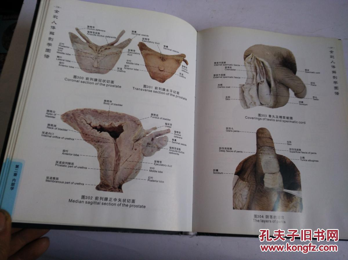 全彩人体解剖学图谱《精装,人体标本解剖图》