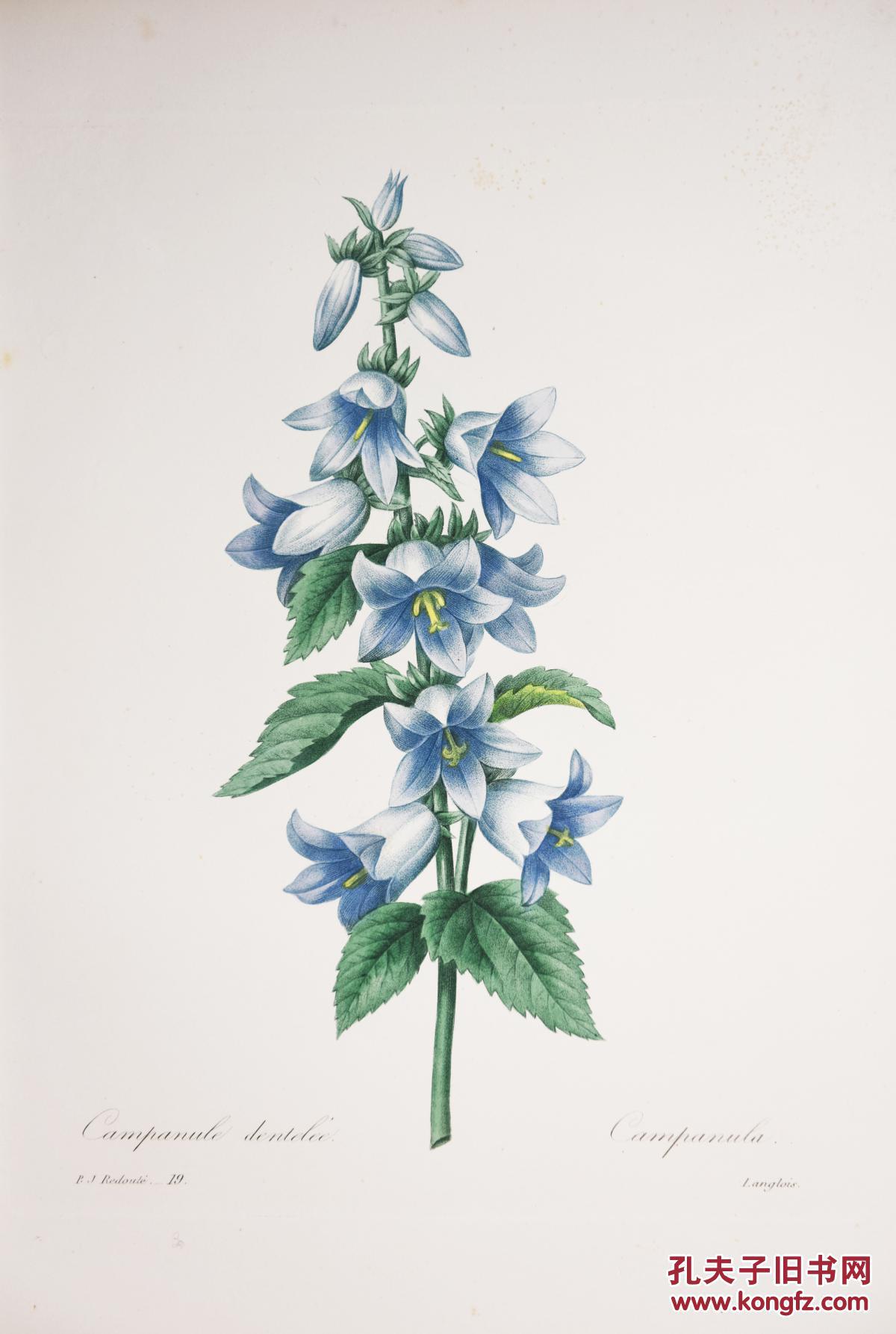 redoute手绘插画植物图谱