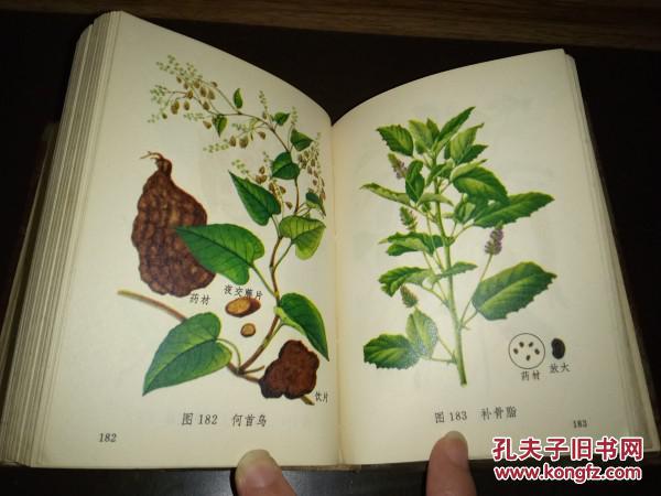 老中草药资料常用中草药图谱内有中草药一般知识中草药的产地来源采收