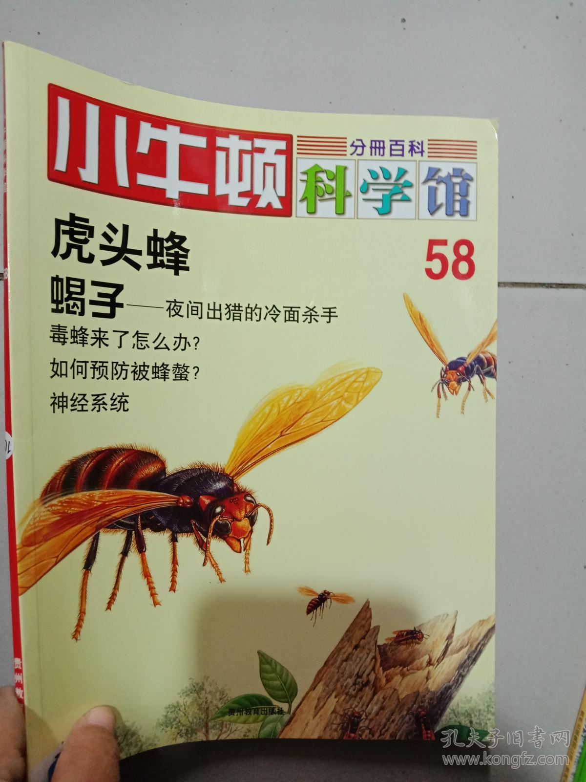 虎头蜂 蝎子——夜间出猎的冷面杀手