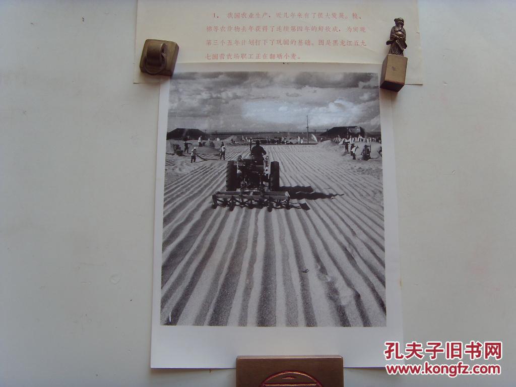1966年黑龙江农垦总局红兴隆分局五九七国营农场宝清县职工在翻晒丰收