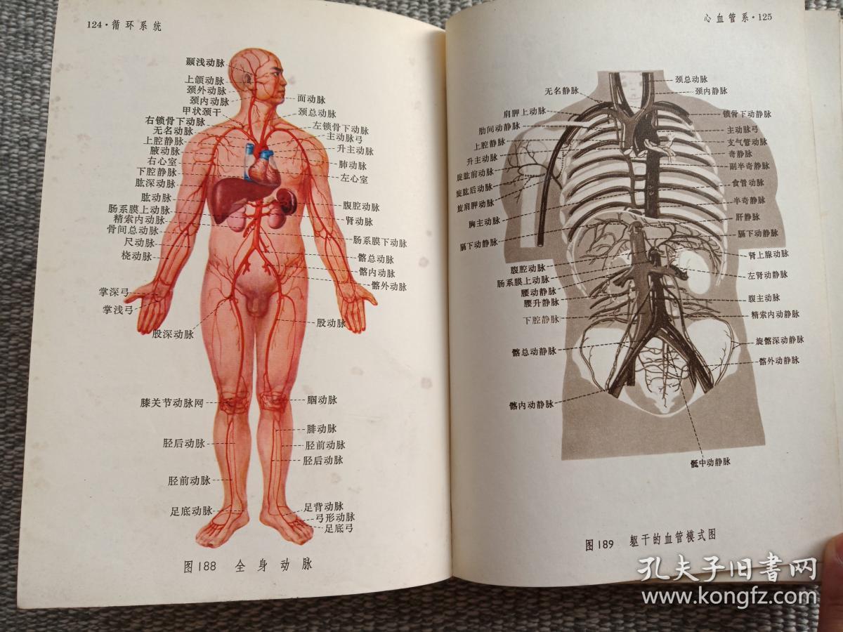 人体解剖图谱(普及本)1975年