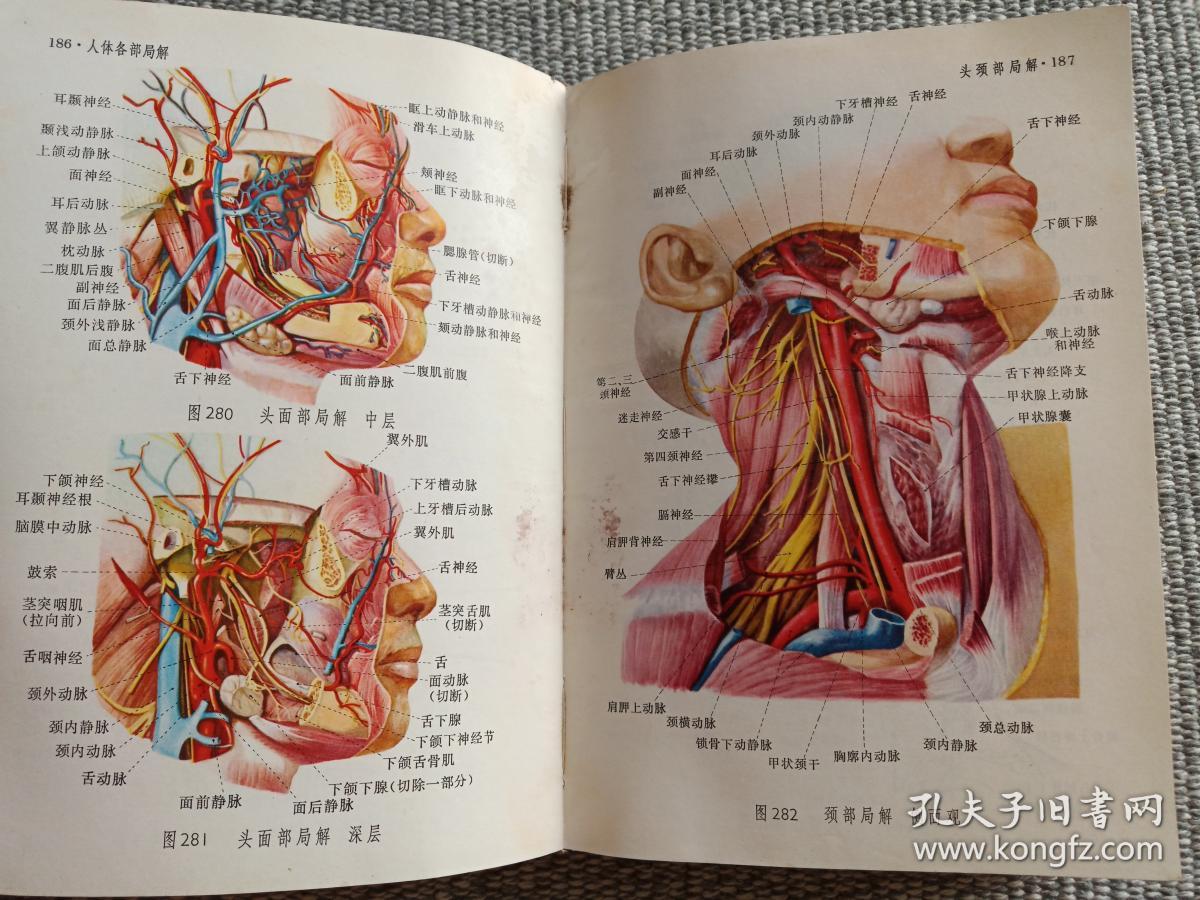 人体解剖图谱(普及本)1975年