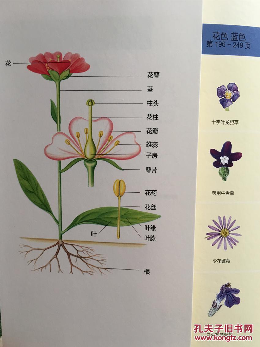 那朵花的名字 870多种开花植物彩色手绘图鉴(全彩)书.