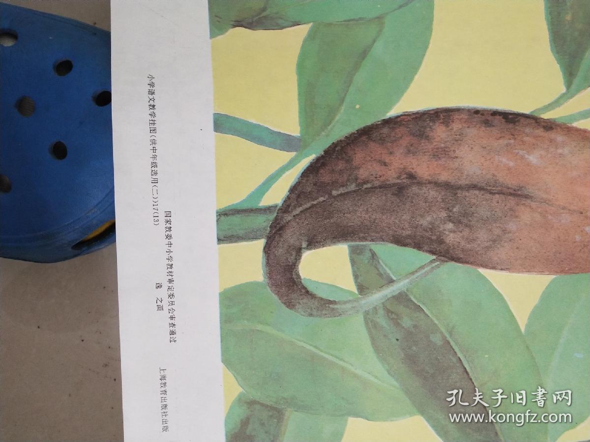 教学挂图《吃虫的植物》1.2