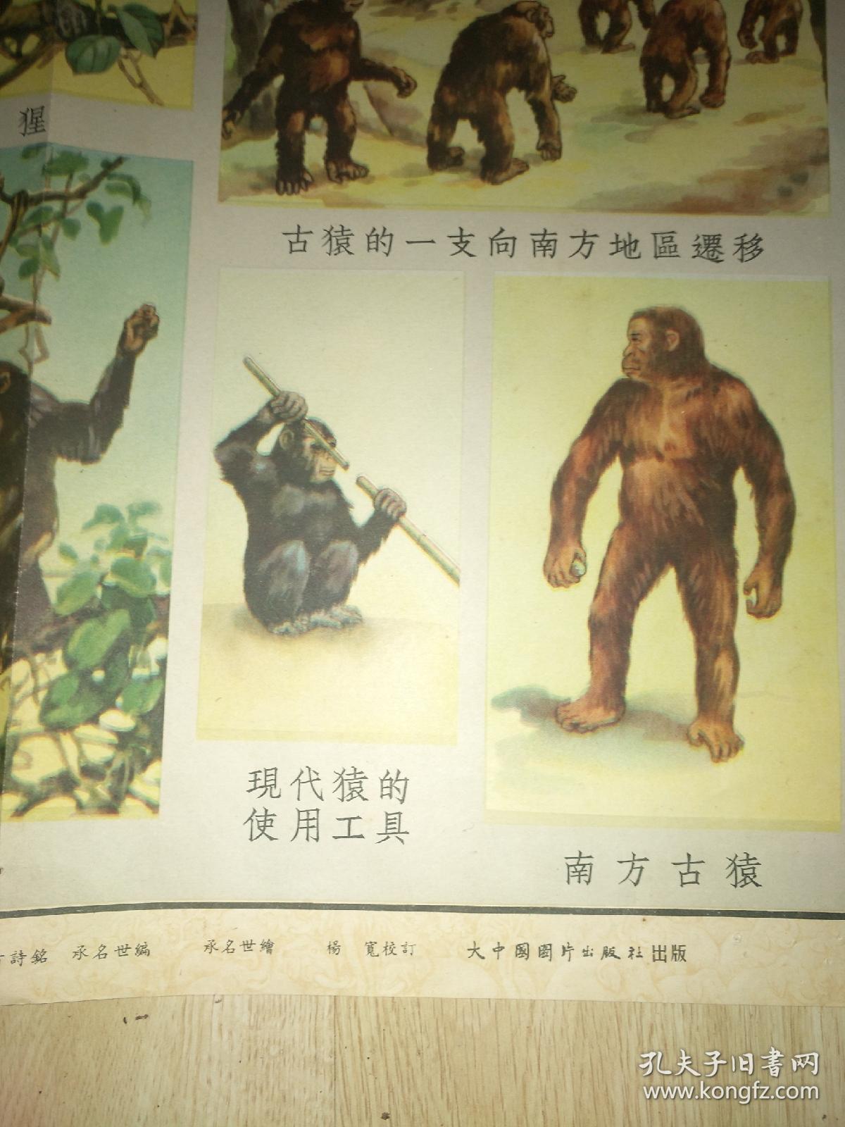 历史知识挂图 社会发展史第一组 从猿到人(二)我们的祖先—古猿