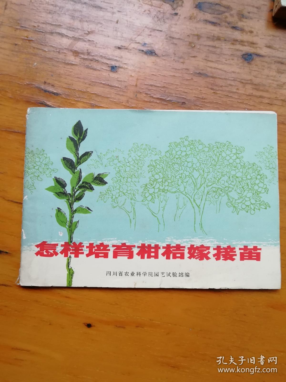 怎样培育柑橘嫁接苗