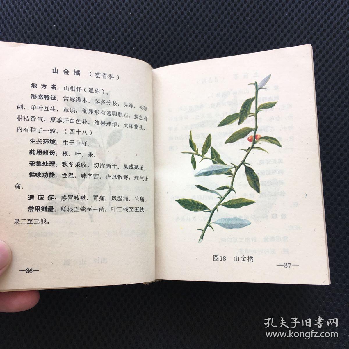 实用中草药(龙溪专区)收闽南地区中草药310种,并附图310幅,处方一千多