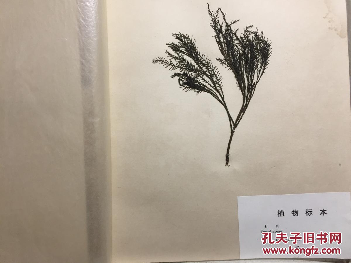 活化石(水松、水杉、银杏)标本-实物标本外包装