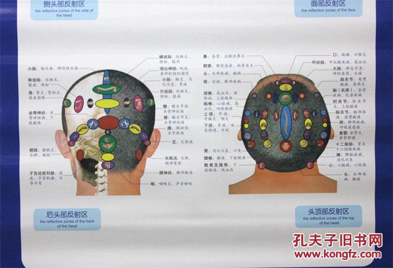 头面部反射区挂图 主编:王国顺 北京科学技术出版社