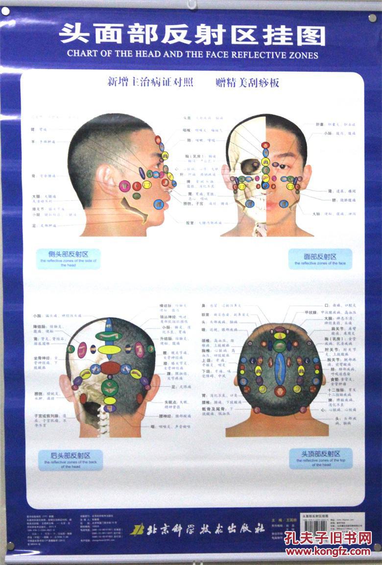 头面部反射区挂图 主编:王国顺 北京科学技术出版社
