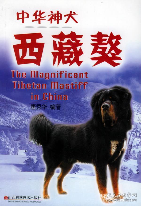 中华神犬——西藏獒