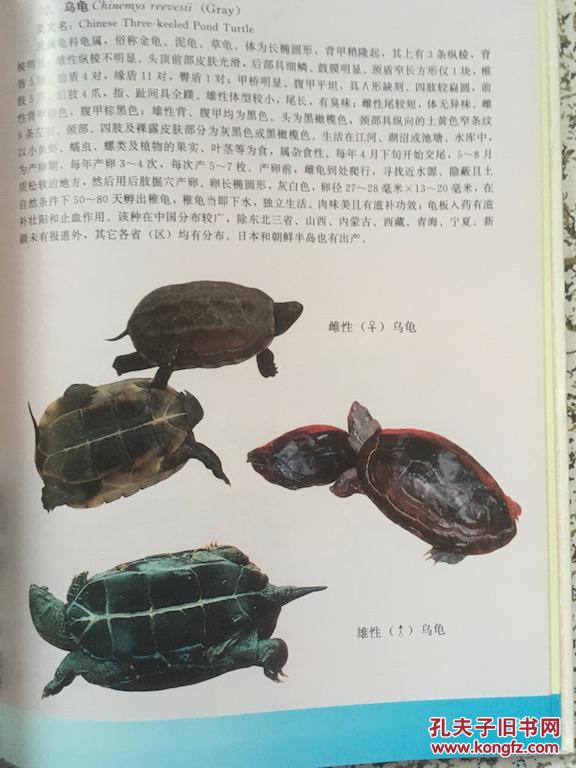 中国龟鳖类原色图谱 k27