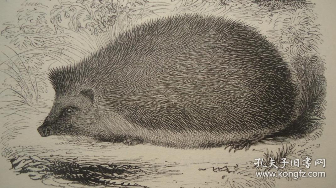 动物史》 初版本 极珍贵善本 名坊riviere小牛皮豪华装桢 约200桢版画