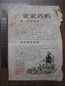 50年代【中国畜产公司，家家养鸭】宣传单