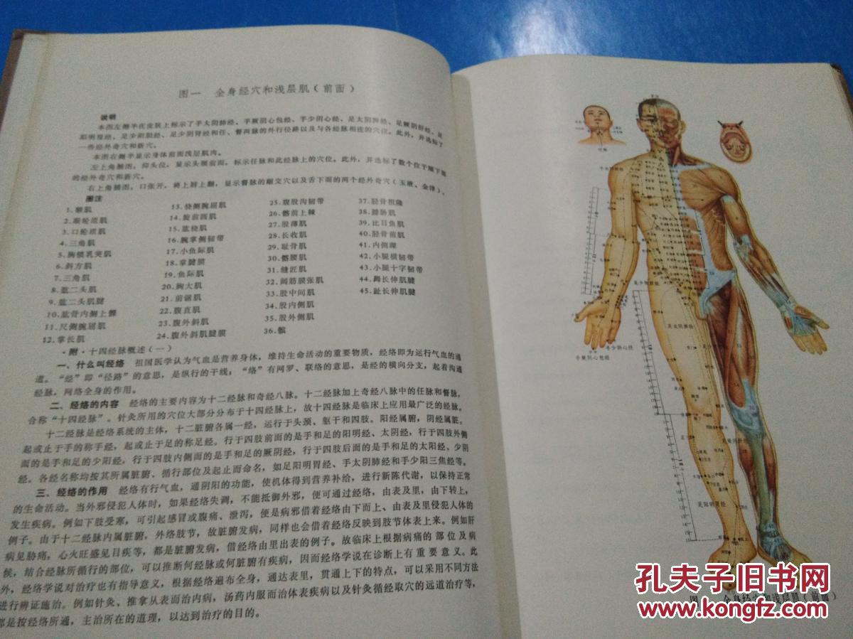【针灸解剖学图谱】中医经穴