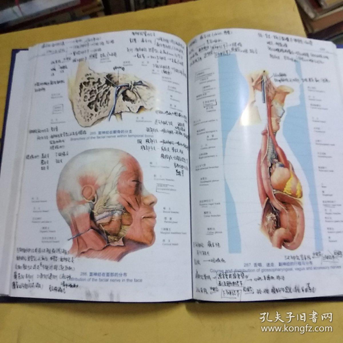 人体解剖彩色图谱