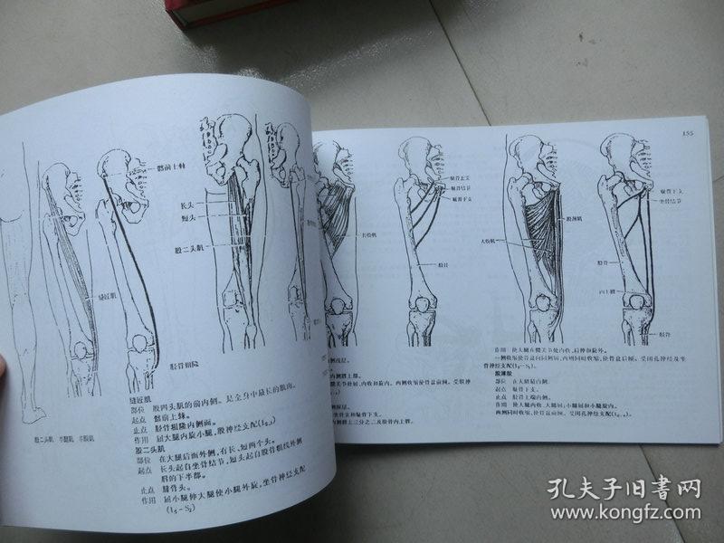 【脊柱四肢关节针刀入路解剖图谱】复印本
