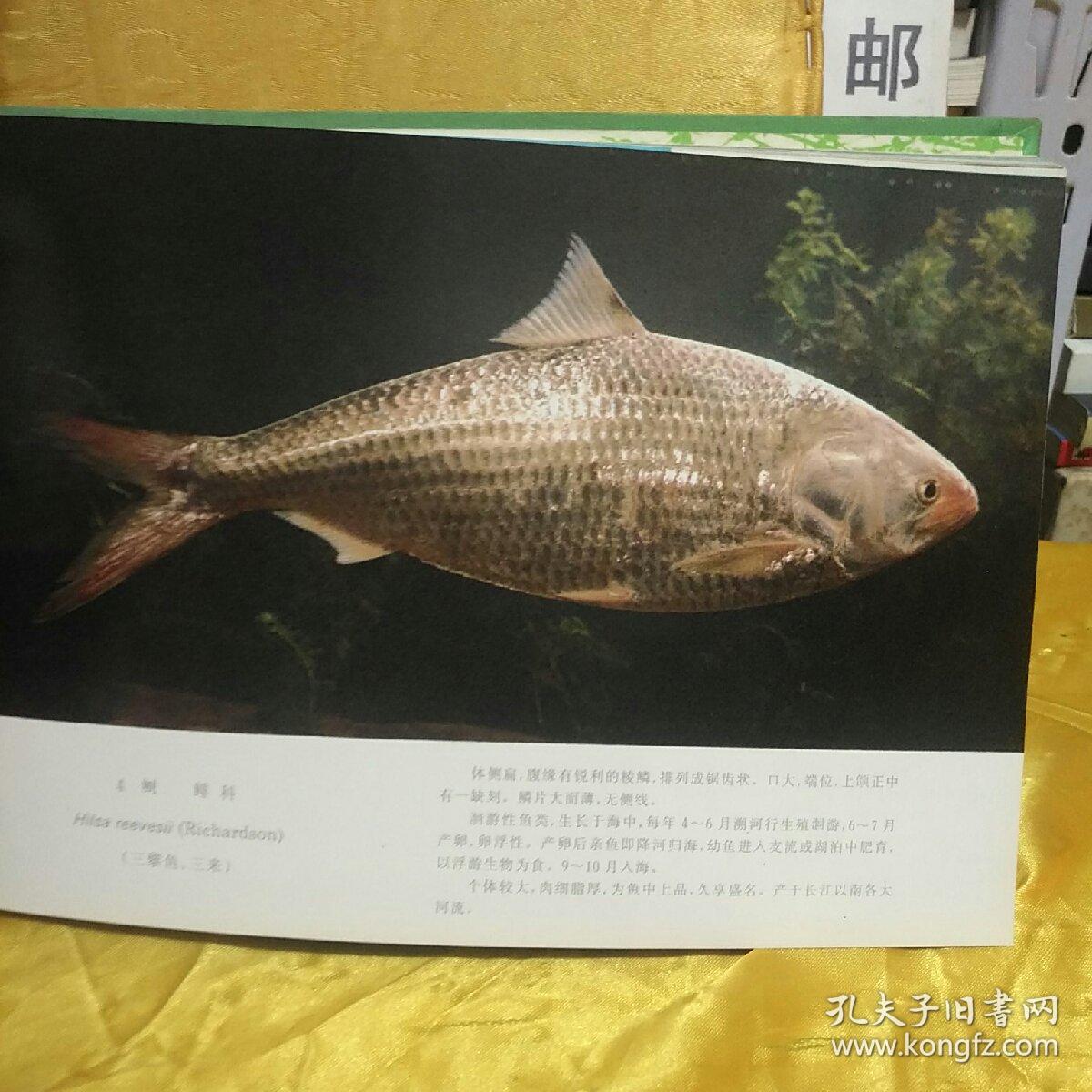 中国淡水鱼类原色图集