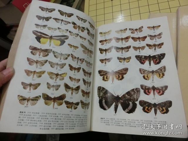 中国蛾类图鉴全四册