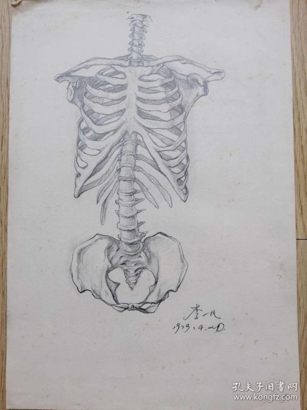 人体骨骼素描