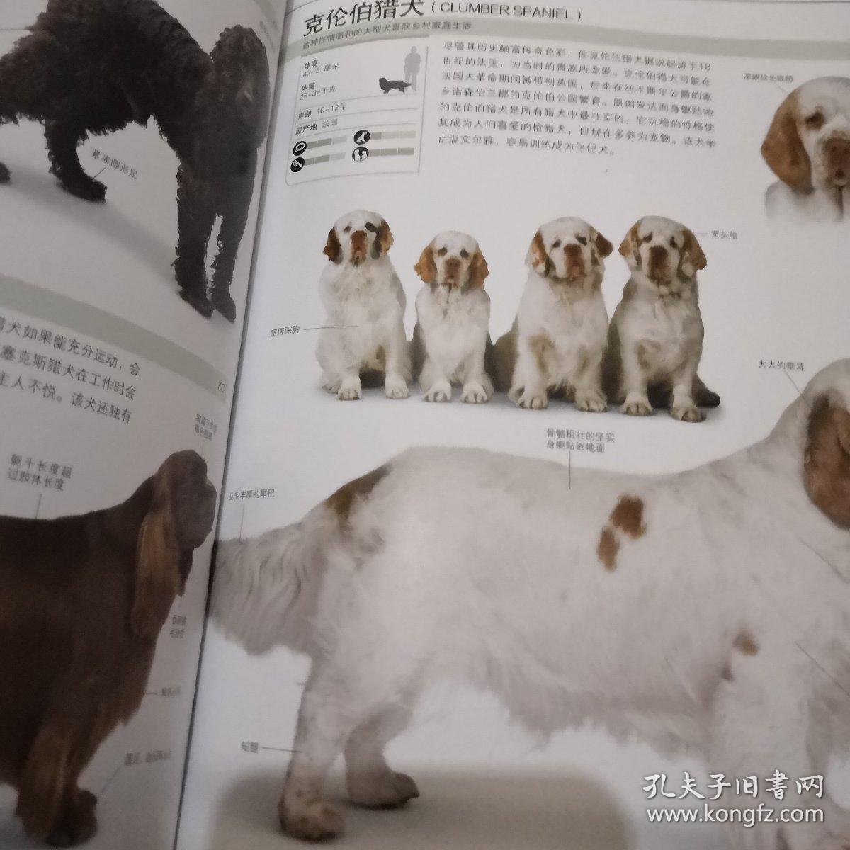 腊肠犬 德国猎犬 瑞典腊肠犬 劳弗杭犬 纳德劳弗杭犬 巴伐利亚山猎犬
