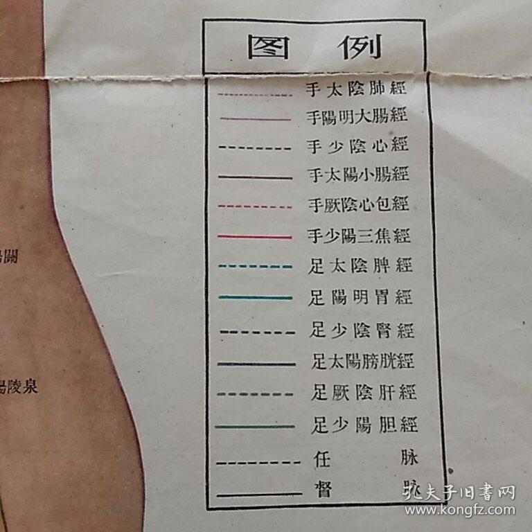 全图中医针灸挂图阴经系短裂中医 十四经图