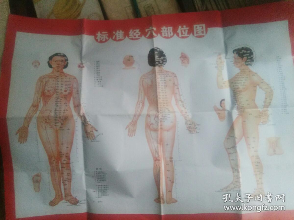 标准针灸经穴挂图说明书中文版,,国家标准经穴部位,经