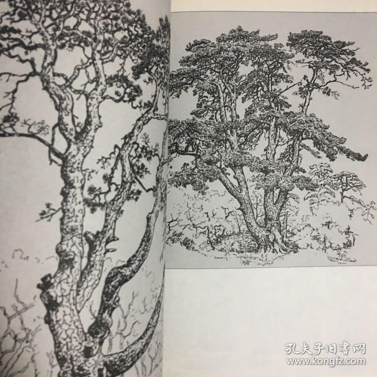 中国画松柏教程
