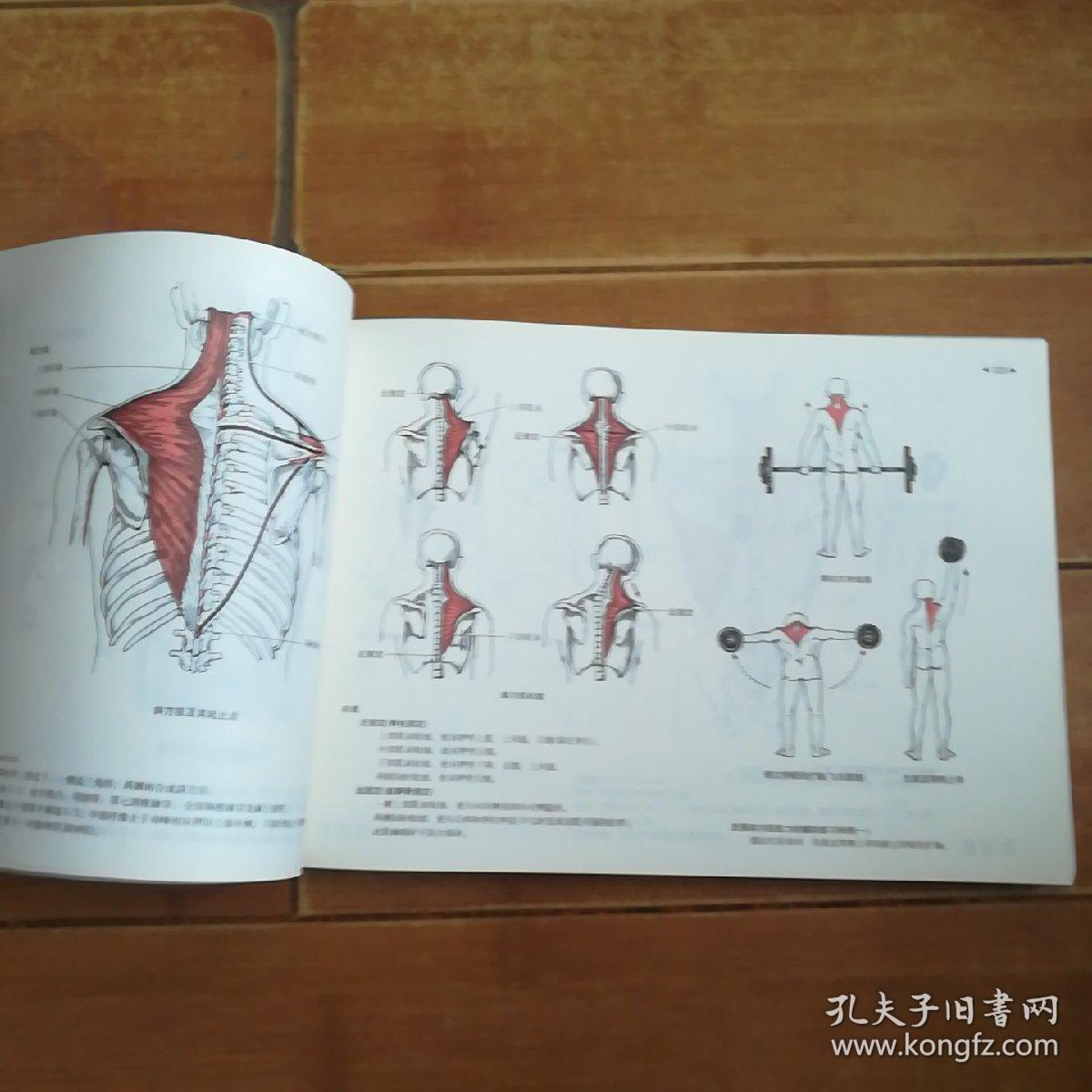 运动解剖学图谱第3版