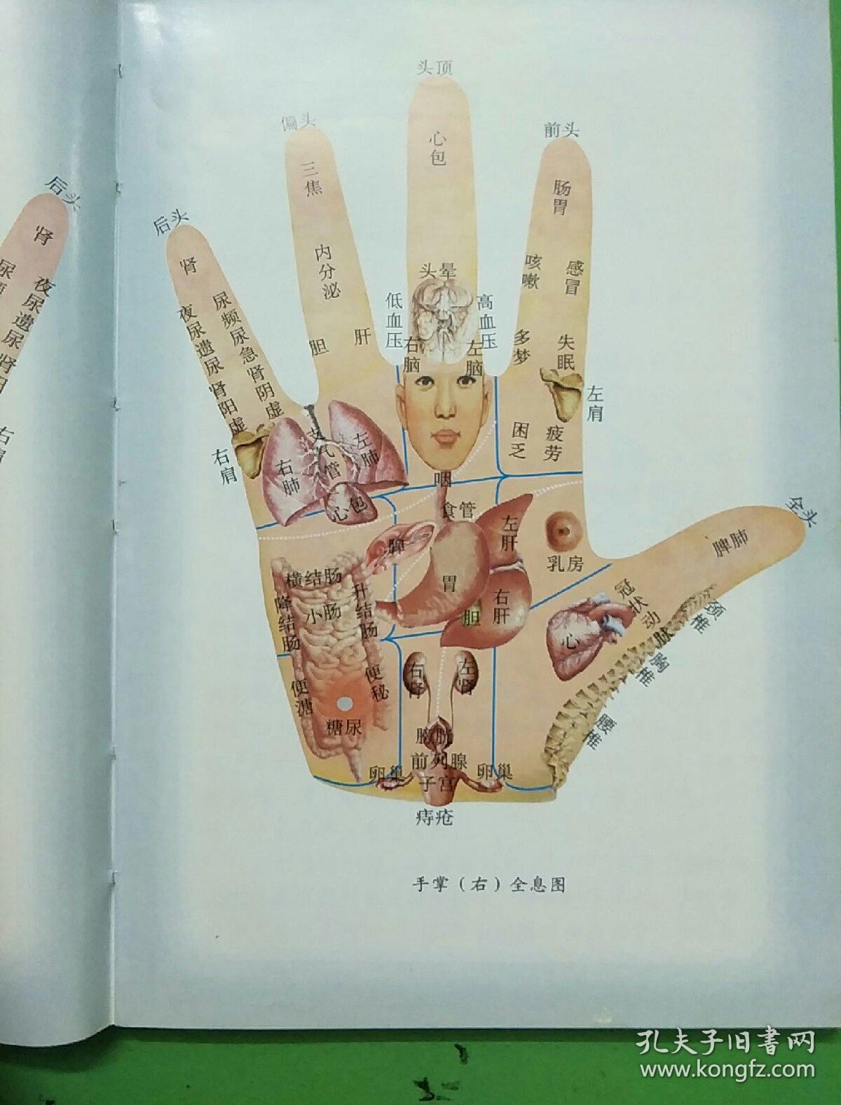 观手要诀 疾病全息诊断手掌 经络全息疗法 第二指掌骨全息诊疗法 展开